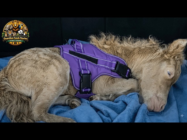 The Tiny Horse Who Almost Died, Then Took Over the Kitchen