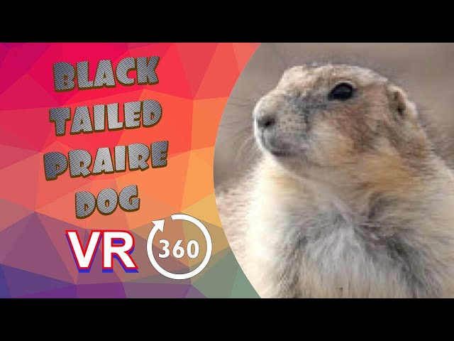BLACK TAILED PRAIRIE DOG - NORTHUMBERLAND COUNTY ZOO