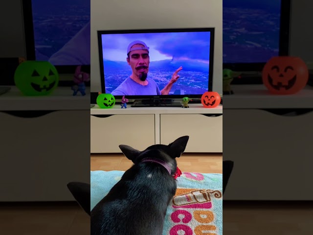 My dog is watching BUSHCRAFT BEAR La Palma Volcano Report 🌋 Canary Islands Eruption @bushcraft-bear