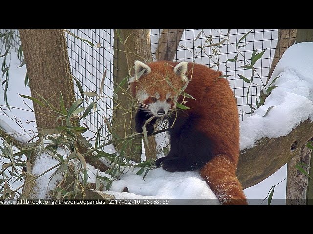 Trevor-Lovejoy Zoo Red Pandas LIVE