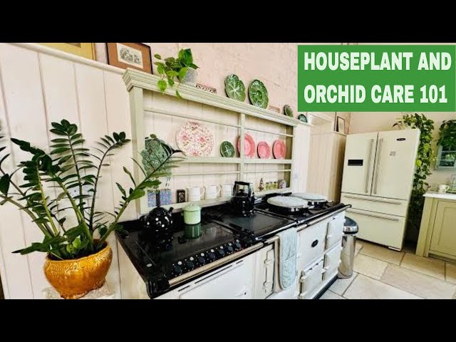 Do House Plant Care With Me & How To Get Orchids To Flower Again #houseplants #orchid #orchidcare
