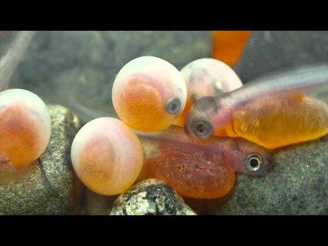 Coho Salmon hatching!
