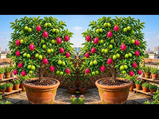 🌱 How to Propagate Guava & Dragon Fruit by Air Layering | Easy Rooting Method