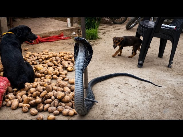 Black cobra enters cowshed / Indian specteld cobra 🐍