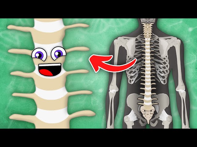 All About YOUR Spine! | The Spine Song | KLT Anatomy