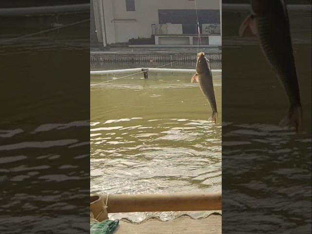 Ikan Pertama