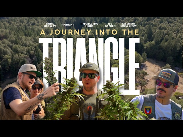 The best weed in California!!! Emeralds legends ! 