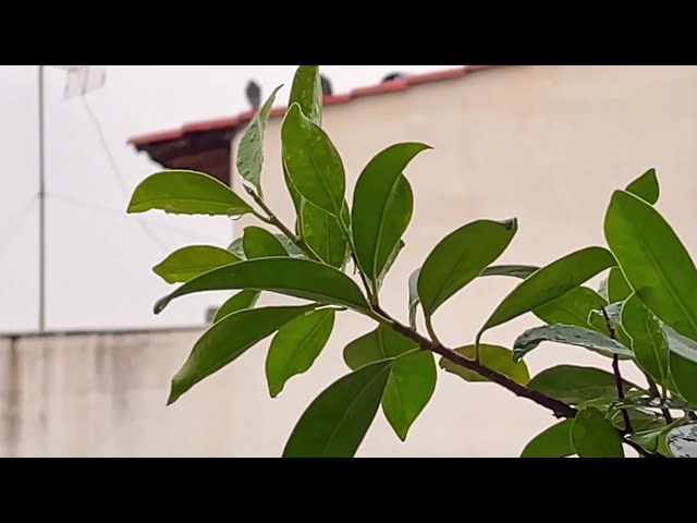 Iphone's 12 Mini Camera in 2026