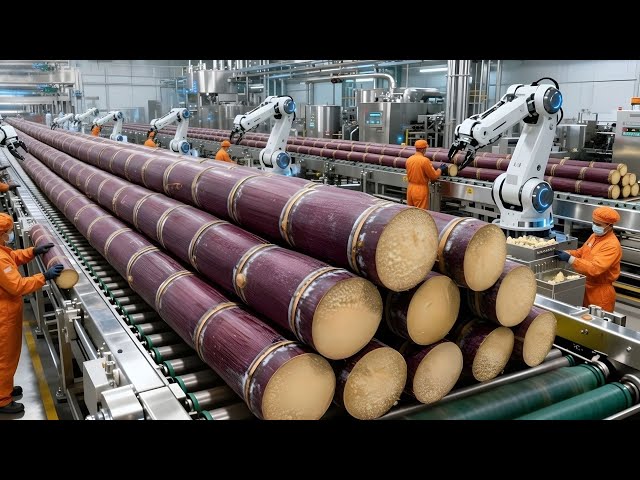 How They Harvest Sugarcane for Sugar: Inside a Cane Sugar Factory (Full Process)