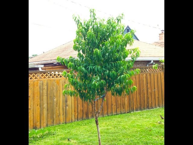Mini Orchard Tour (Rapid Growth)