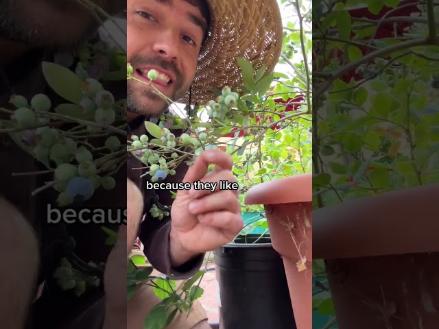 Blueberry 🫐 Growing In Containers - Huge Yield!
