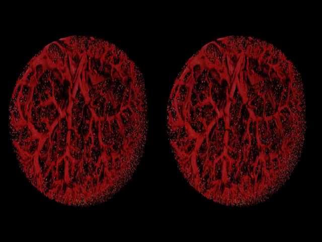 Rat's kidney (3D version)