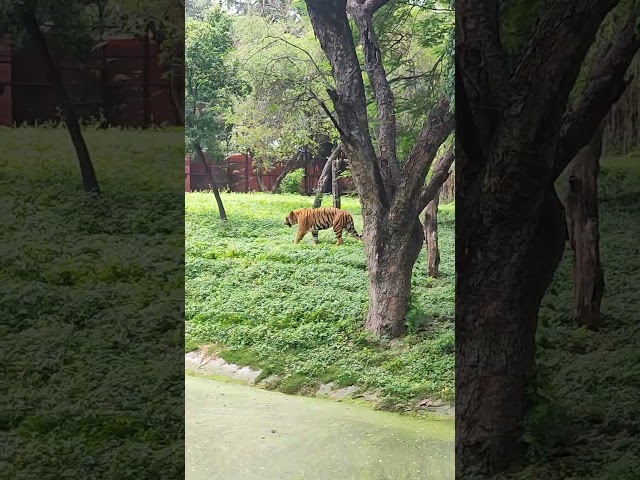 Majestic Tiger Up Close at Nehru Zoo! 🐅 #Shorts | Puli | Hyderabad