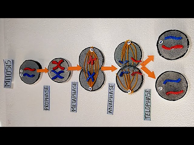 Mitosis Cell Division Model | Phases of mitosis | cell divisionl | How to make Cell division Model