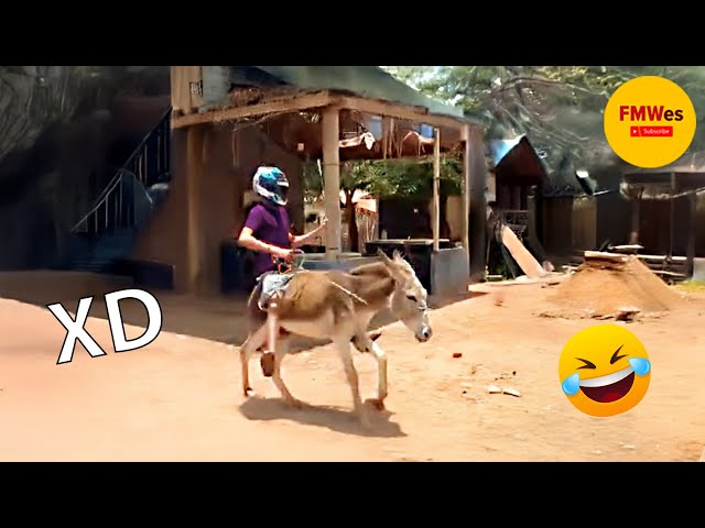 IF YOU LAUGH YOU LOSE GOD LEVEL #237 🤣 FUNNY VIDEOS 😎ONE HOUR OF MOMENTS😆