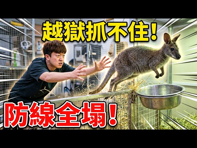 家裡袋鼠連續越獄拉滿地?連夜焊死水盆加蓋防逃跑,看到最後徹底崩潰!【王小怪】
