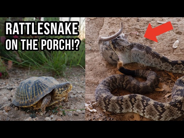 Rattlesnake Has Lunch on the Porch! Snakes, Porcupines, and More West Texas Wildlife!