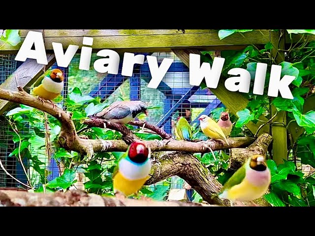 Walk Inside My Large Planted Aviary | Finches, Softbills & More