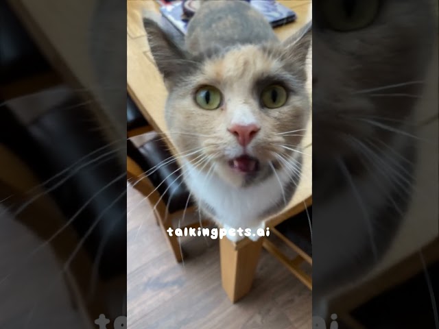 Singing Cat