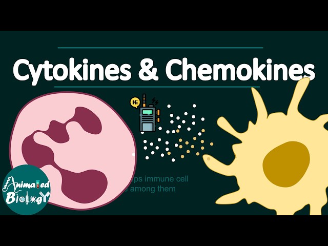 Cytokine and chemokine made simpler | Animated explanation | Immunology