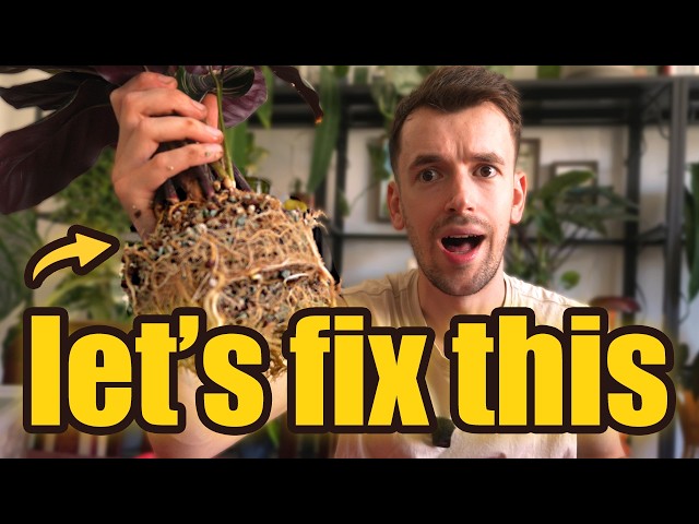 My Plants are SEVERELY Rootbound (send help)