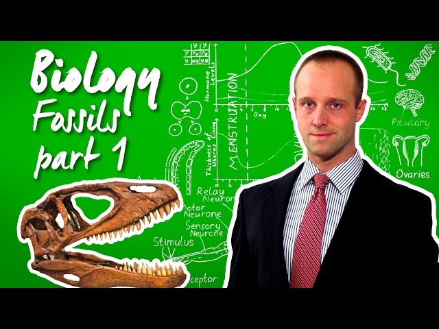 Fossils (part 1) - Biology - Science - Get That C In your GCSE and IGCSE