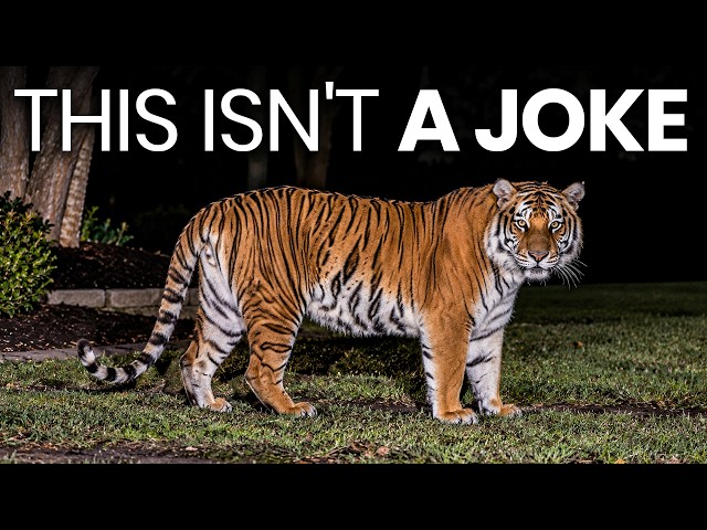 Tigers Keep Turning Up Loose in Texas — And There Are More Than Anyone Will Admit
