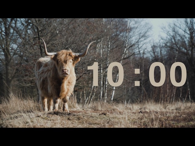 10 Minute Classroom Timer | Relaxing Western Music & Cute Highland Cow | Focus & Task Timer