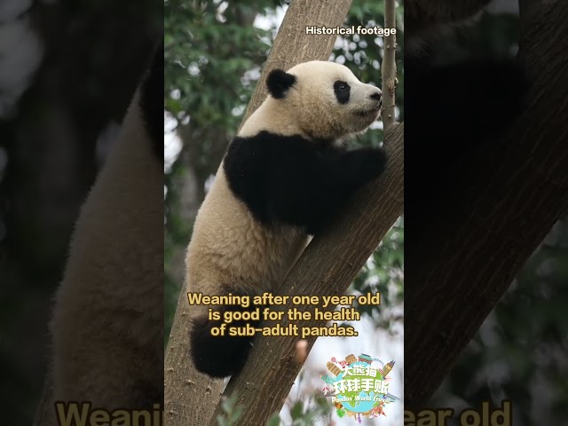 Research Achievements From China-US Panda Cooperation Episode 1 | iPanda【Pandas' World Travel】