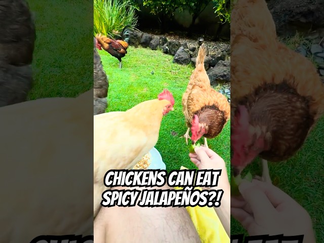 CHICKENS EAT JALAPENOS?! 🐔💕 The spice kills parasites