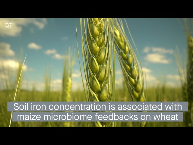 Low iron content is needed for positive microbiome feedback in maize-wheat crop rotations