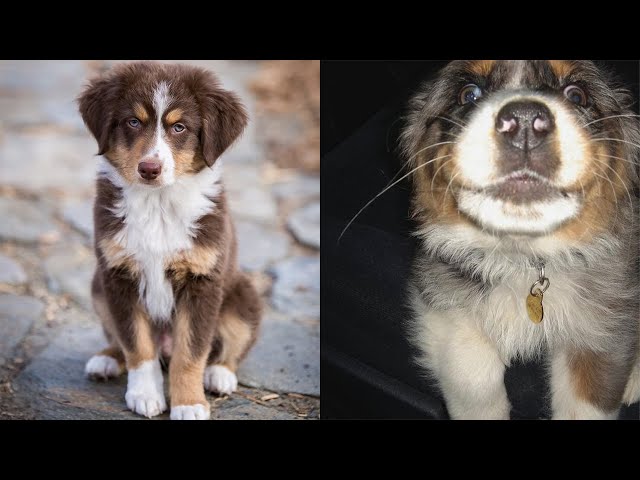 Cute And Funny Mini Aussie Puppies That Will Melt Your Heart 🥰