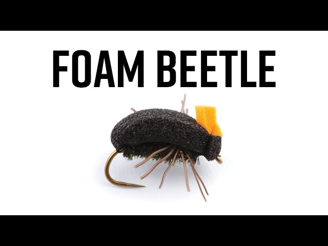 Foam Beetle
