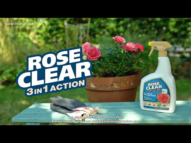 How to Use RoseClear® 3 in 1 Action | Kills Aphids & Fights Fungus | Love The Garden