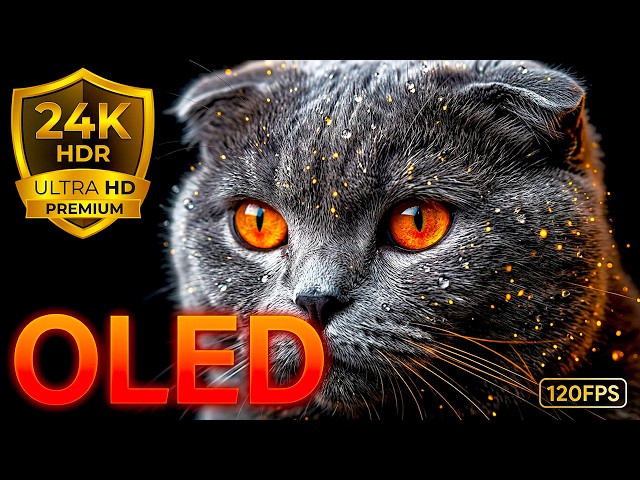 24K HDR 120FPS Wild Kingdom: Dolby Vision OLED Black Level Test (8K/4K Video)