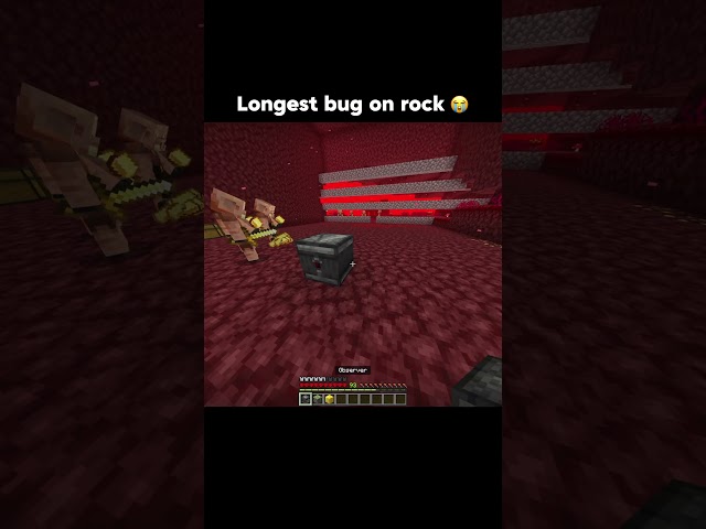 Bug on rock