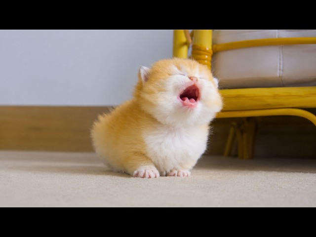 These Cute KITTENS Were Born to Be Comedians 🤣