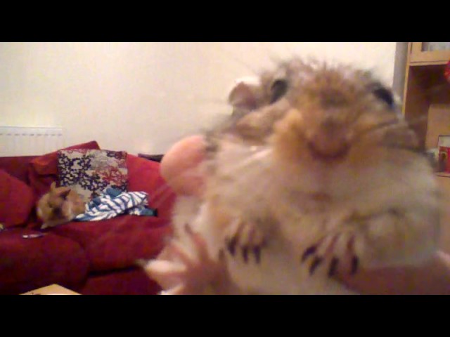 Meet my pets!😊-Lewis vlogs