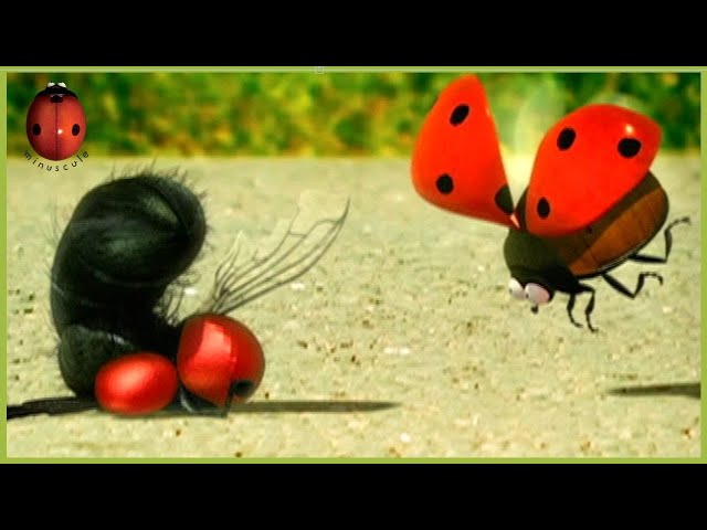 The Ladybug | Minuscule