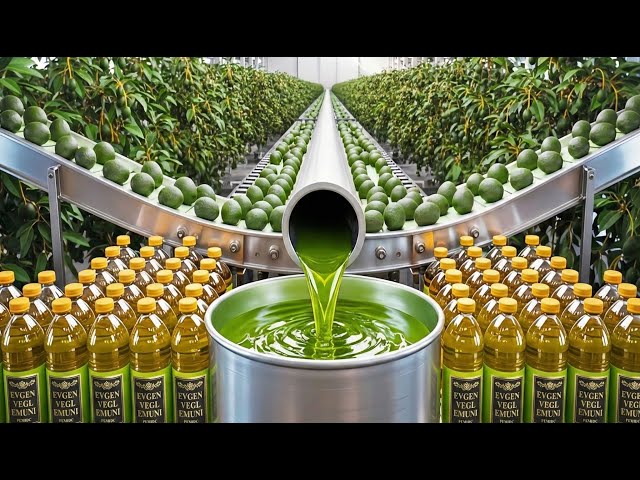 Inside Factory: How Extra Virgin Avocado Oil Is Made (Full Process)