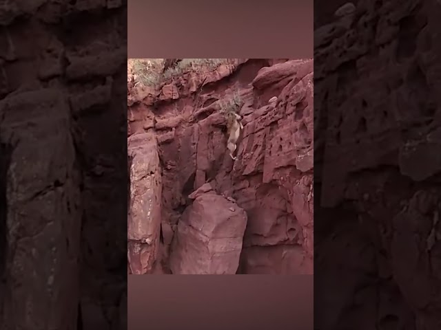 Siberian ibexes spotted on mountain cliff in Xinjiang