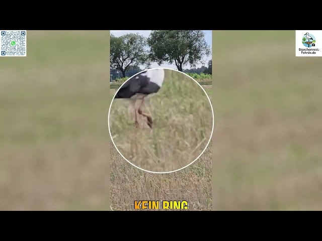 Wer bist du denn? Storch ohne Ring direkt neben der Auswilderungswiese! - 24.07.2025