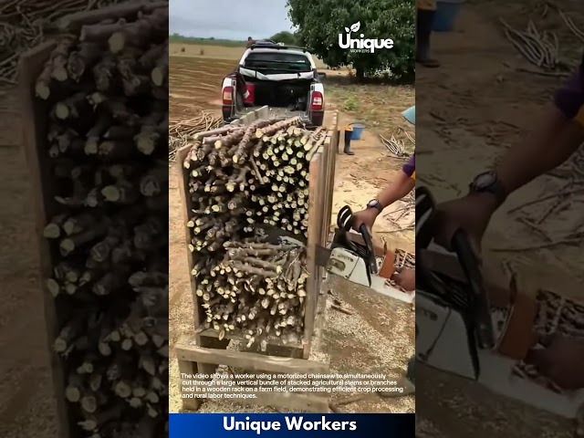 Agricultural Processing: Worker Using Chainsaw to Cut Bundled Stalks in Wooden Rack