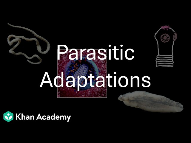 Parasitic adaptations | Biology in Human Welfare | Class 11 | Zoology | Telangana | Khan Academy
