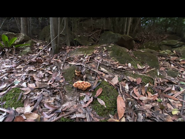 fungus