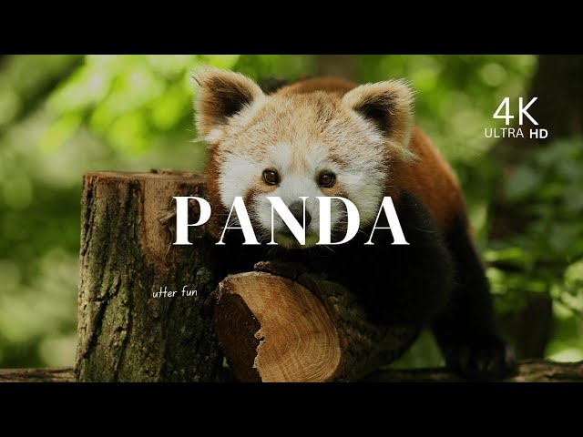 Pandas in 4K Video | Stunning Wildlife Footage | Panda Documentary 4K  With Soothing  Nature Sounds