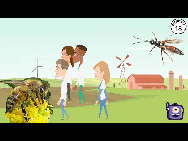 Parasitic Wasps by Helen Burton (NearWild Helen)