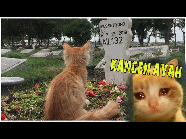 Kangen Ayah