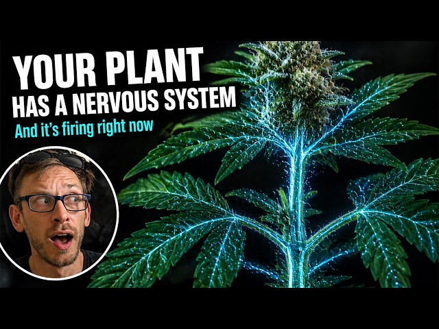 Every Time You Top, Train, or Clone Your Plant — This Is What's Actually Happening Inside It