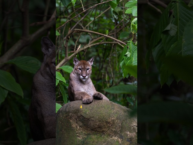 How big is a mountain lion's territory?
